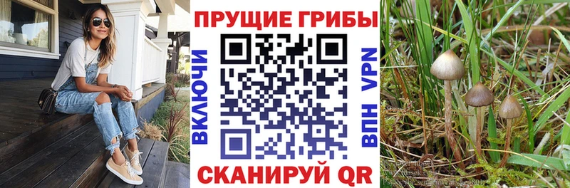 Галлюциногенные грибы Psilocybe  как найти закладки  Тара 